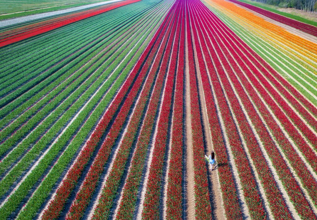 pola tulipanów - 3 porady do wykonywania zdjęć dronowych na wiosnę DJI Academy - Flyandfilm